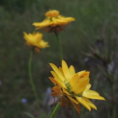 Xerochrysum viscosum (Sticky Everlasting) at Bowning, NSW - 11 Dec 2022 by MichaelBedingfield
