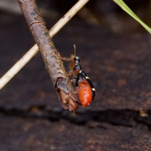 Lemidia nitens at Paddys River, ACT - 29 Dec 2022