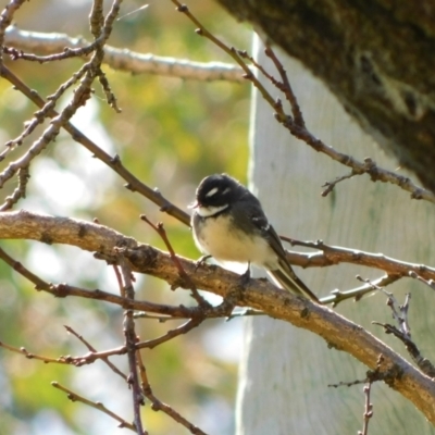 Rhipidura albiscapa (Grey Fantail) at Symonston, ACT - 26 Jun 2023 by CallumBraeRuralProperty