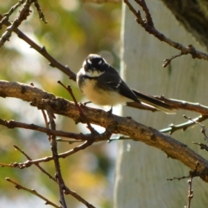 Rhipidura albiscapa at Symonston, ACT - 26 Jun 2023