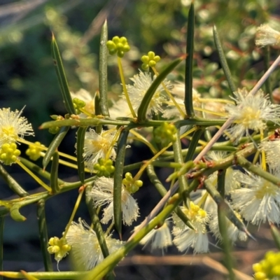 Acacia genistifolia (Early Wattle) at Griffith Woodland - 26 Jun 2023 by AlexKirk