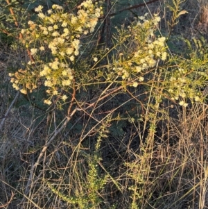 Acacia genistifolia at Griffith, ACT - 26 Jun 2023 02:53 PM