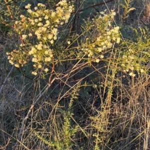 Acacia genistifolia at Griffith, ACT - 26 Jun 2023