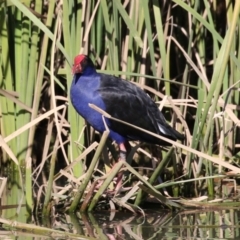 Porphyrio melanotus (Australasian Swamphen) at QPRC LGA - 26 Jun 2023 by RodDeb