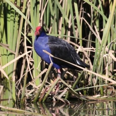 Porphyrio melanotus (Australasian Swamphen) at Jerrabomberra, NSW - 26 Jun 2023 by RodDeb