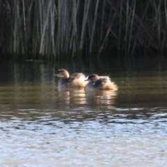 Tachybaptus novaehollandiae (Australasian Grebe) at QPRC LGA - 26 Jun 2023 by RodDeb