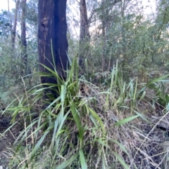 Dianella tasmanica (Tasman Flax Lily) at Tidbinbilla Nature Reserve - 17 Jun 2023 by Tapirlord