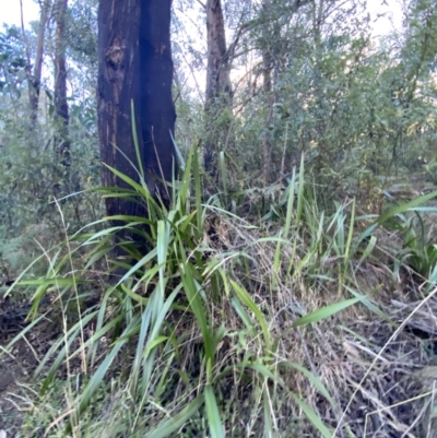 Dianella tasmanica (Tasman Flax Lily) at Tidbinbilla Nature Reserve - 17 Jun 2023 by Tapirlord