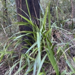 Dianella tasmanica at Paddys River, ACT - 17 Jun 2023