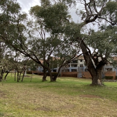 Eucalyptus bridgesiana (Apple Box) at Garran, ACT - 23 Jun 2023 by Tapirlord