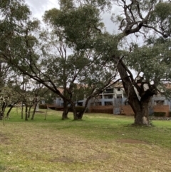 Eucalyptus bridgesiana (Apple Box) at Garran, ACT - 23 Jun 2023 by Tapirlord