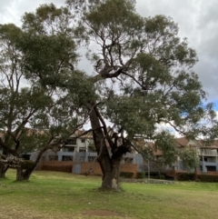 Eucalyptus bridgesiana at Garran, ACT - 23 Jun 2023