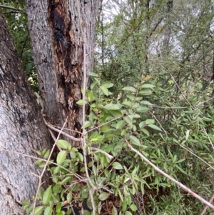 Ligustrum lucidum at Garran, ACT - 23 Jun 2023 11:30 AM