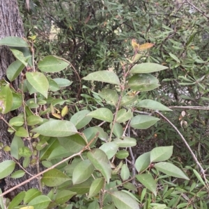 Ligustrum lucidum at Garran, ACT - 23 Jun 2023 11:30 AM