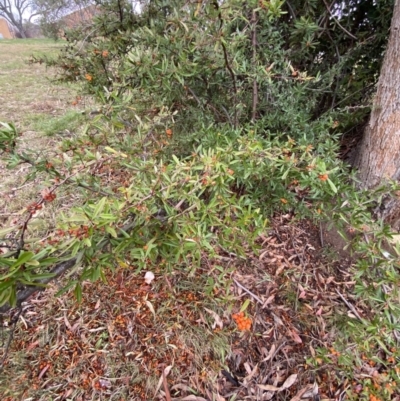 Pyracantha angustifolia (Firethorn, Orange Firethorn) at Garran, ACT - 23 Jun 2023 by Tapirlord