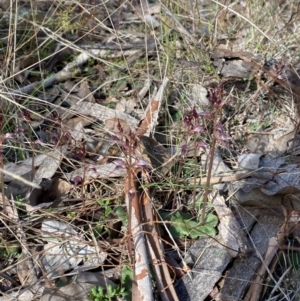 Acianthus collinus at Bruce, ACT - suppressed