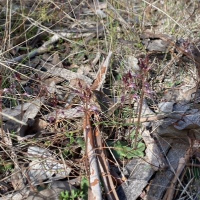 Acianthus collinus (Inland Mosquito Orchid) at Black Mountain - 18 Jun 2023 by Tapirlord