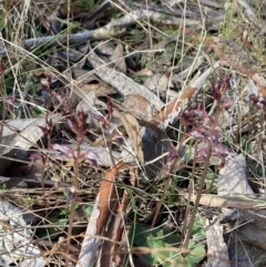 Acianthus collinus at Bruce, ACT - 19 Jun 2023