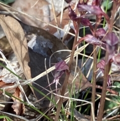 Acianthus collinus at Bruce, ACT - 19 Jun 2023