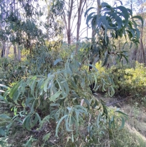 Acacia falciformis at Paddys River, ACT - 17 Jun 2023