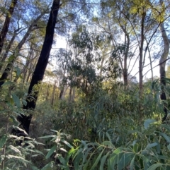 Acacia falciformis at Paddys River, ACT - 17 Jun 2023