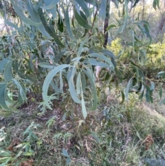 Acacia falciformis at Paddys River, ACT - 17 Jun 2023