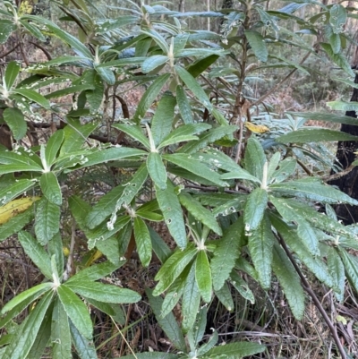 Bedfordia arborescens (Blanket Bush) at Paddys River, ACT - 17 Jun 2023 by Tapirlord