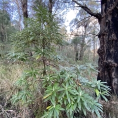 Bedfordia arborescens at Paddys River, ACT - 17 Jun 2023