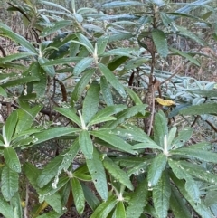 Bedfordia arborescens at Paddys River, ACT - 17 Jun 2023