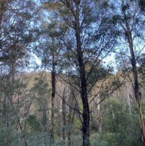 Eucalyptus fastigata at Tidbinbilla Nature Reserve - 17 Jun 2023
