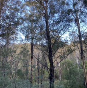 Eucalyptus fastigata at Tidbinbilla Nature Reserve - 17 Jun 2023 03:07 PM