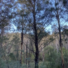 Eucalyptus fastigata at Tidbinbilla Nature Reserve - 17 Jun 2023 03:07 PM