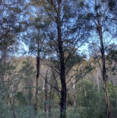 Eucalyptus fastigata at Paddys River, ACT - 17 Jun 2023
