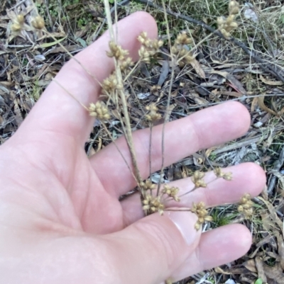 Juncus vaginatus (Clustered Rush) at Tidbinbilla Nature Reserve - 17 Jun 2023 by Tapirlord