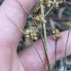 Juncus vaginatus at Paddys River, ACT - 17 Jun 2023 02:48 PM