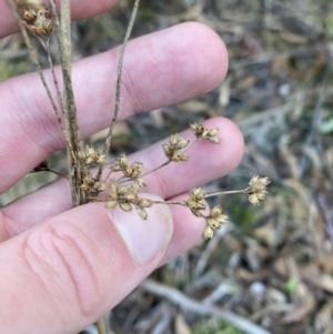 Juncus vaginatus at Paddys River, ACT - 17 Jun 2023 02:48 PM