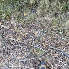 Juncus vaginatus at Paddys River, ACT - 17 Jun 2023 02:48 PM