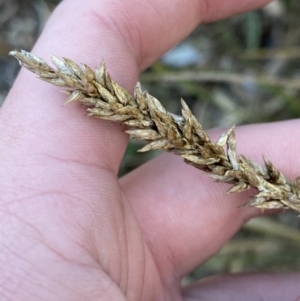 Carex appressa at Paddys River, ACT - 17 Jun 2023