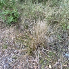 Carex appressa at Paddys River, ACT - 17 Jun 2023