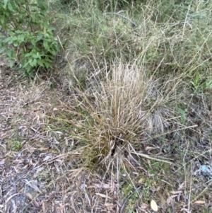 Carex appressa at Paddys River, ACT - 17 Jun 2023