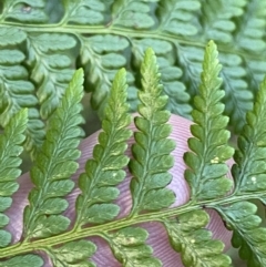 Polystichum proliferum at Paddys River, ACT - 17 Jun 2023 by Tapirlord