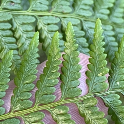 Polystichum proliferum at Paddys River, ACT - 17 Jun 2023 by Tapirlord