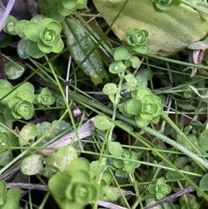 Hypericum japonicum at Paddys River, ACT - 17 Jun 2023