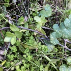 Hypericum japonicum at Paddys River, ACT - 17 Jun 2023