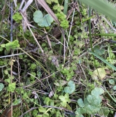 Hypericum japonicum at Paddys River, ACT - 17 Jun 2023