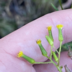 Senecio hispidulus at Paddys River, ACT - 17 Jun 2023