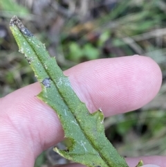 Senecio hispidulus at Paddys River, ACT - 17 Jun 2023