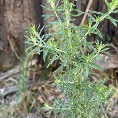 Cassinia aculeata subsp. aculeata (Dolly Bush, Common Cassinia, Dogwood) at Tidbinbilla Nature Reserve - 17 Jun 2023 by Tapirlord