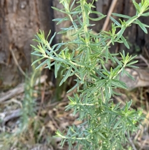 Cassinia aculeata subsp. aculeata at Paddys River, ACT - 17 Jun 2023 02:41 PM