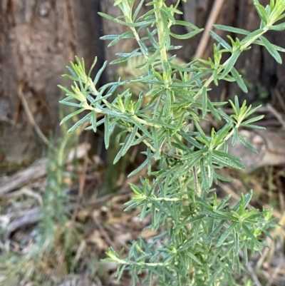 Cassinia aculeata subsp. aculeata (Dolly Bush, Common Cassinia, Dogwood) at Tidbinbilla Nature Reserve - 17 Jun 2023 by Tapirlord